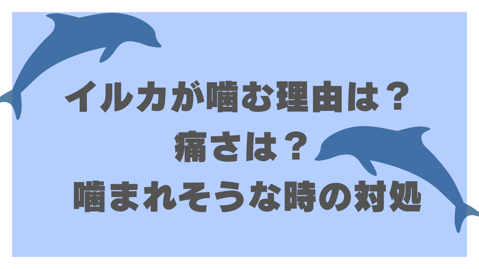 イルカが噛む理由